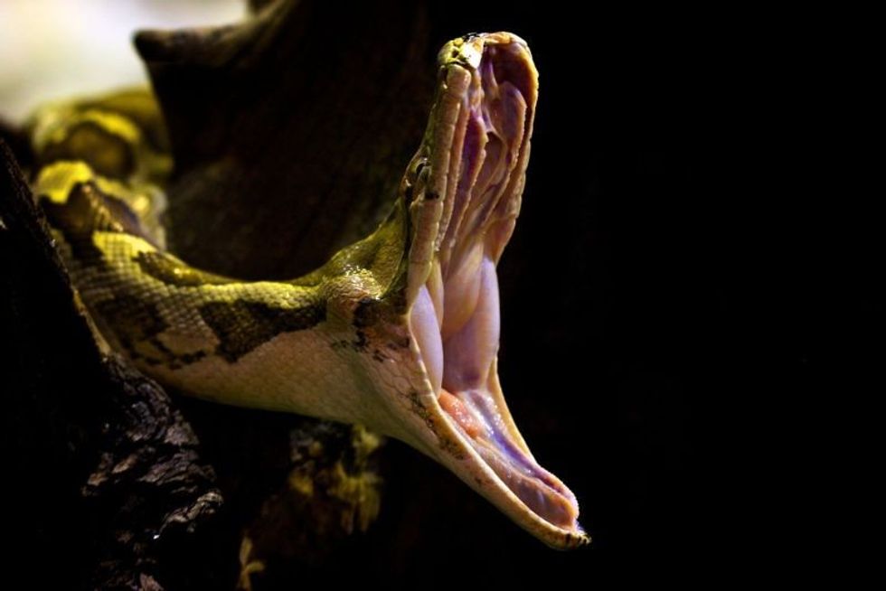Green Tree Python Teeth: Interesting Facts That Kids Should Know | Kidadl