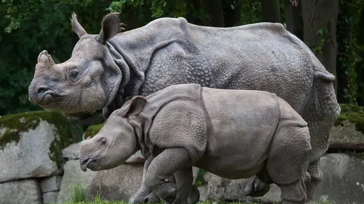 Indian Rhinoceros facts, like they have a single horn which is very precious, are interesting