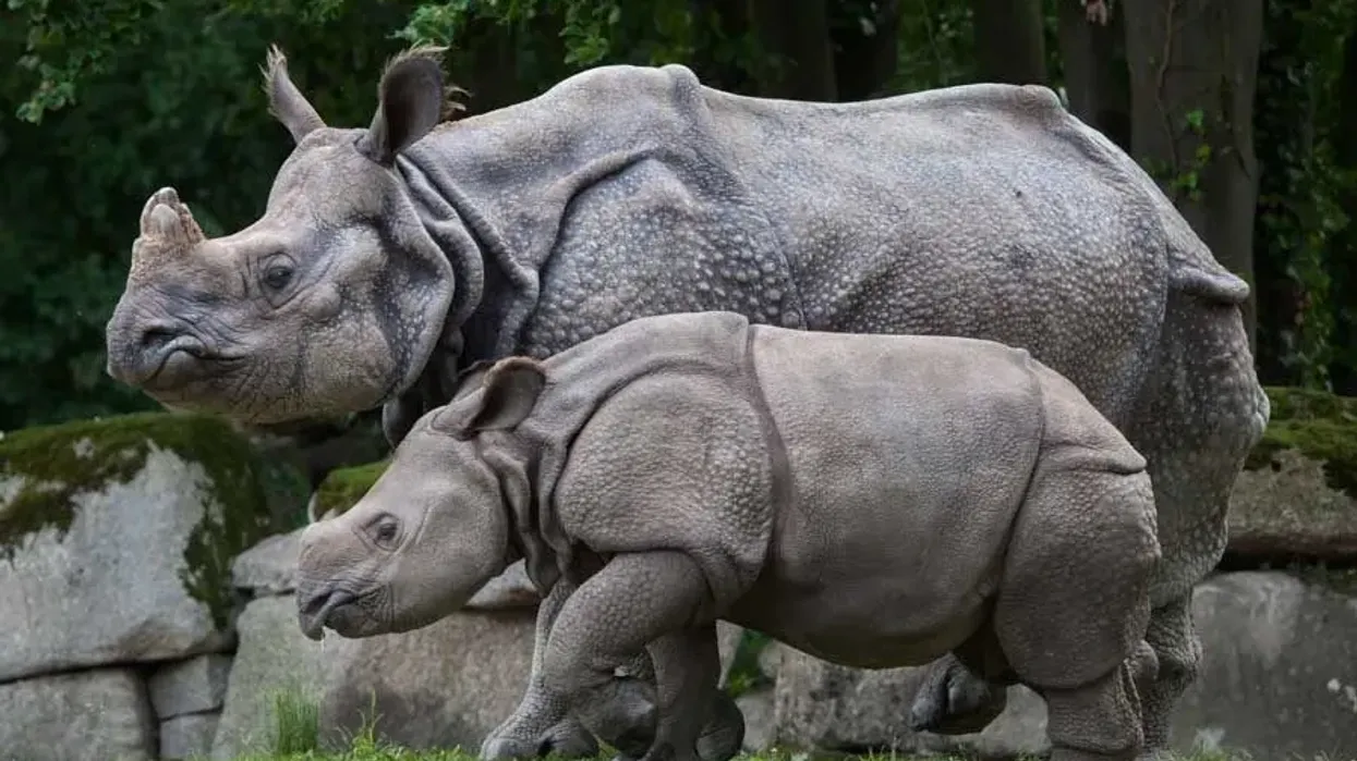 Fun Indian Rhinoceros Facts For Kids | Kidadl