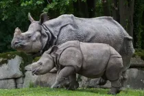 Indian Rhinoceros facts, like they have a single horn which is very precious, are interesting