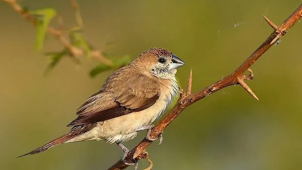 Indian silverbill facts tell us about their physical description.