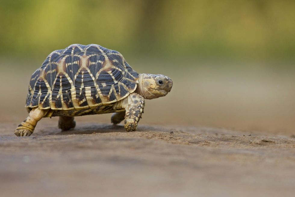 Indian Star Tortoise at Indroda Nature Park.