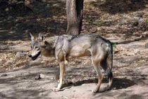 Indian wolf facts for kids are interesting to read.