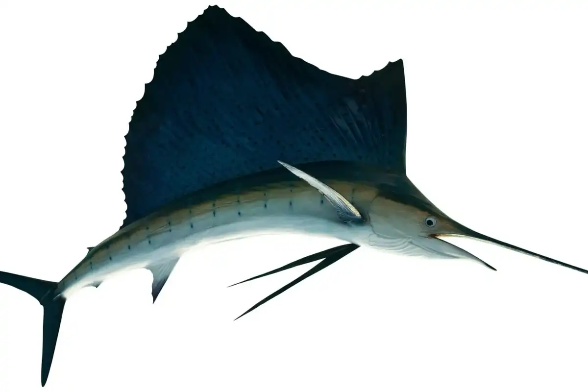 Indo-Pacific sailfish facts are full of astonishing feats, such as this fish being the fastest fish in the world!