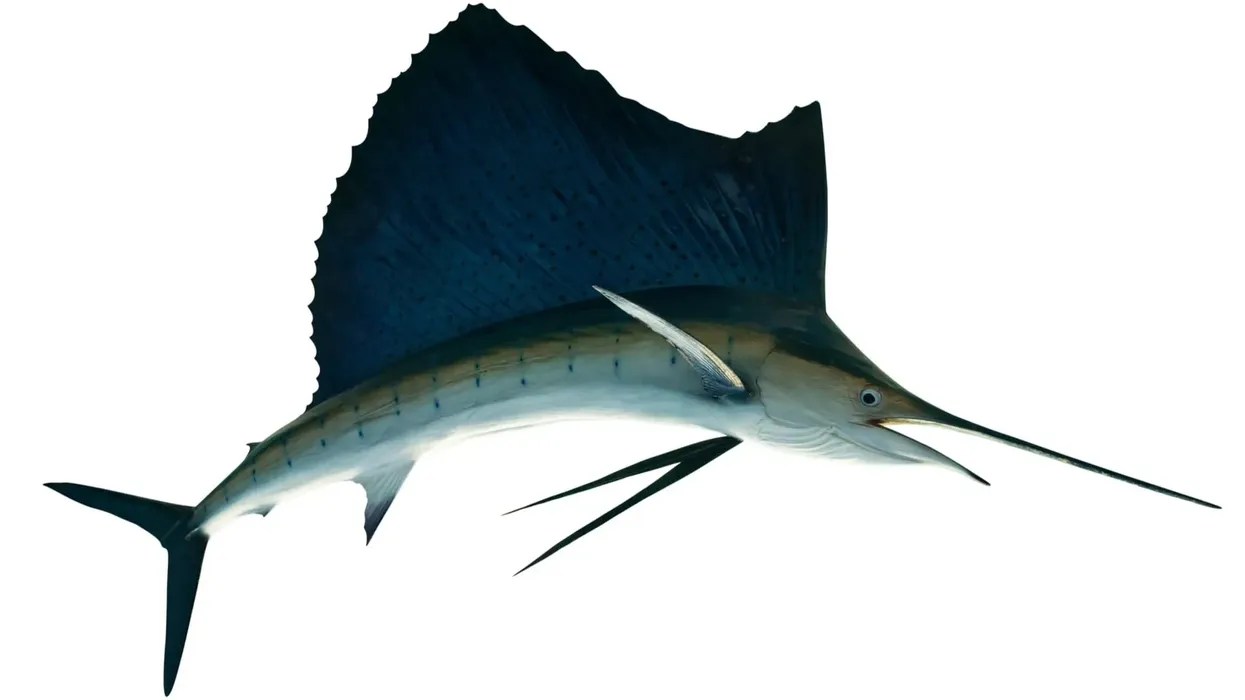 Indo-Pacific sailfish facts are full of astonishing feats, such as this fish being the fastest fish in the world!