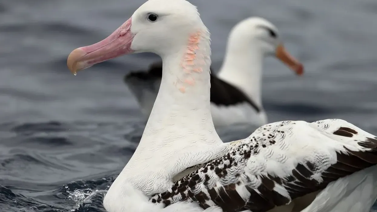 Indulge yourself in these amazing albatross facts!