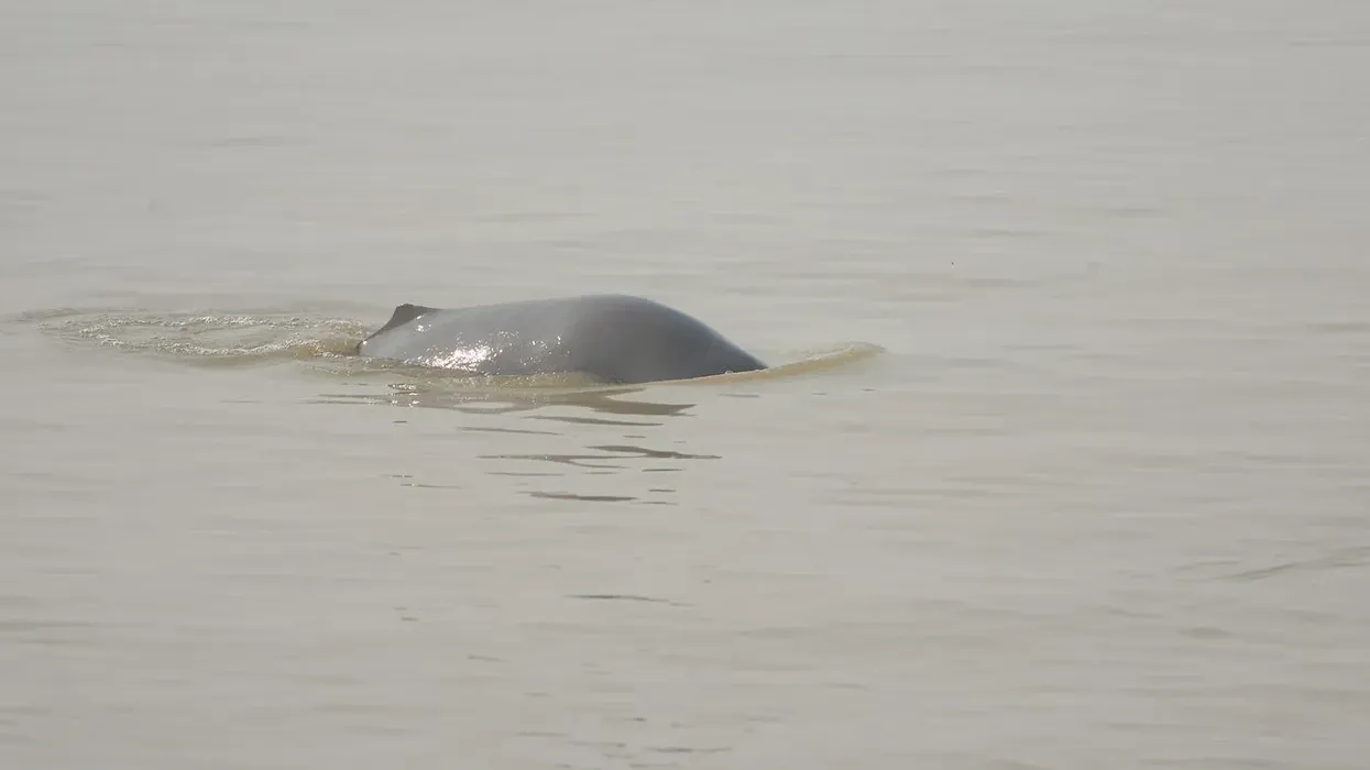 Indus river dolphin facts shed light on this animal.
