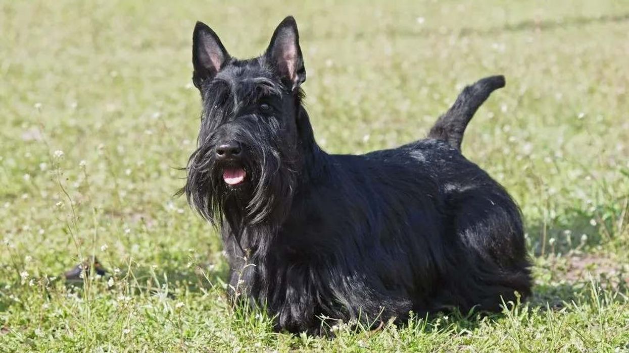 Inetersting facts about the Scottish Terrier.