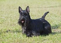 Inetersting facts about the Scottish Terrier.