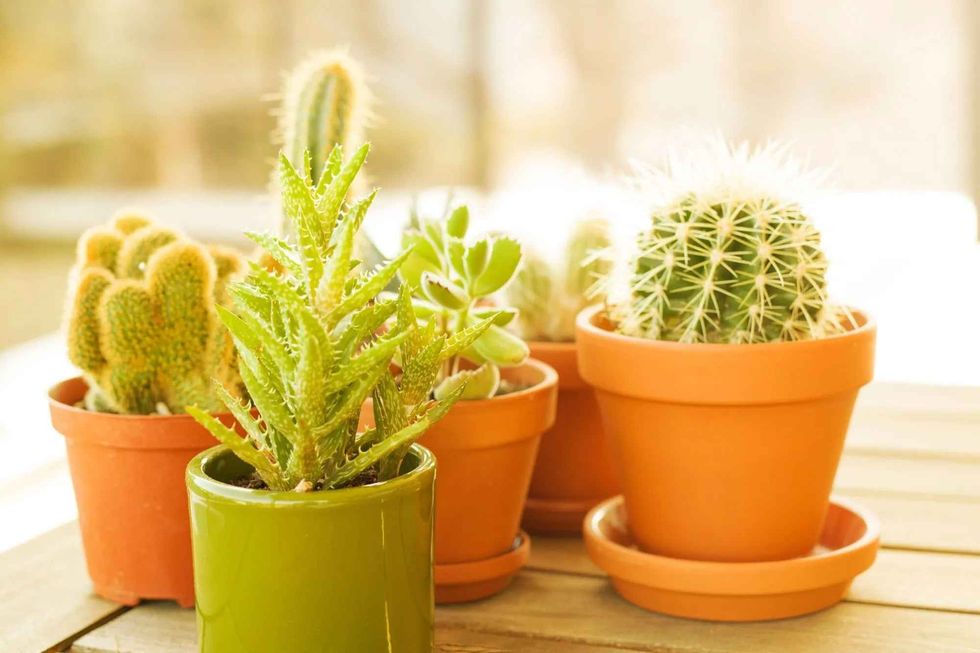 Information on how do cacti get water is fun to learn!