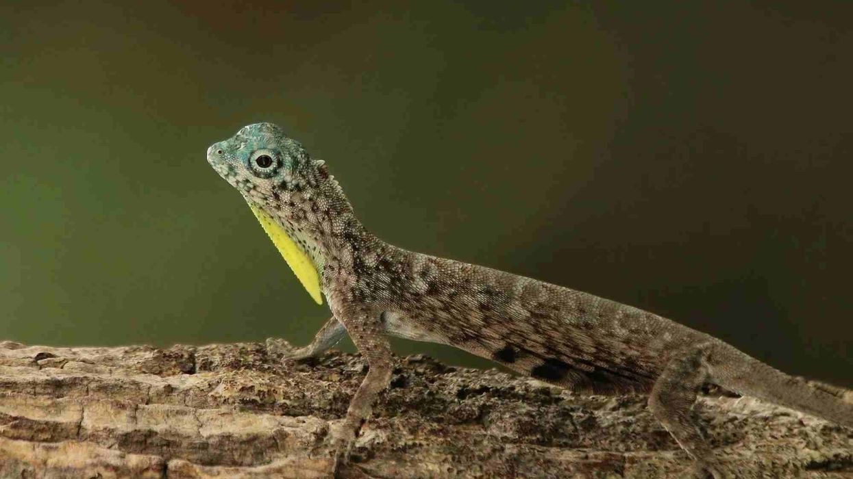Informative and amazing flying lizard facts you won't believe.