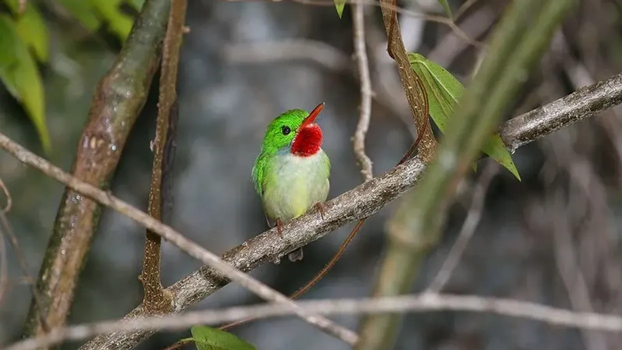 Informative and interesting Cuban tody bird facts for everyone.