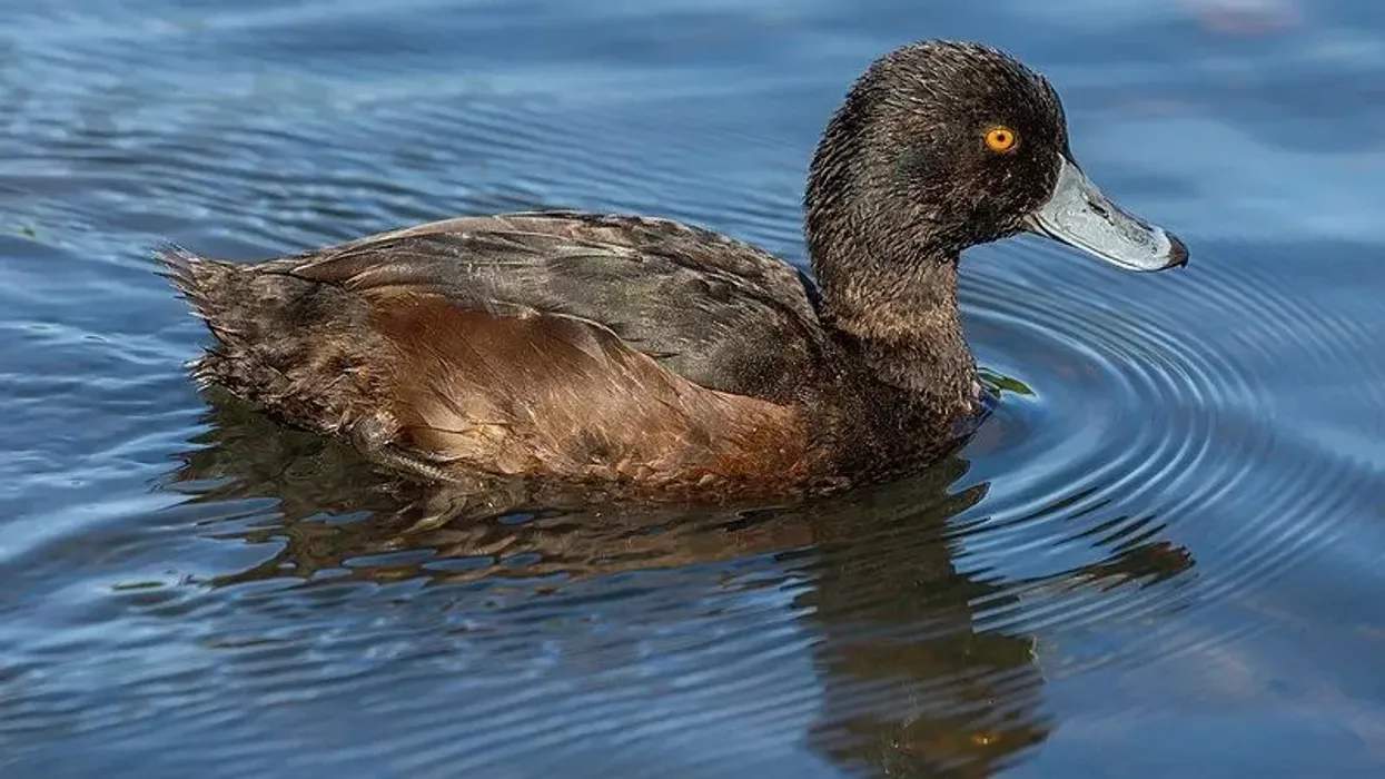 Informative and interesting New Zealand scaup facts that kids will love.