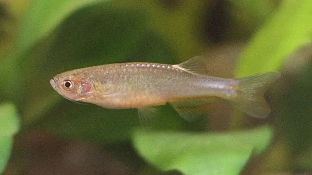 Informative and interesting rose danio facts for everyone.