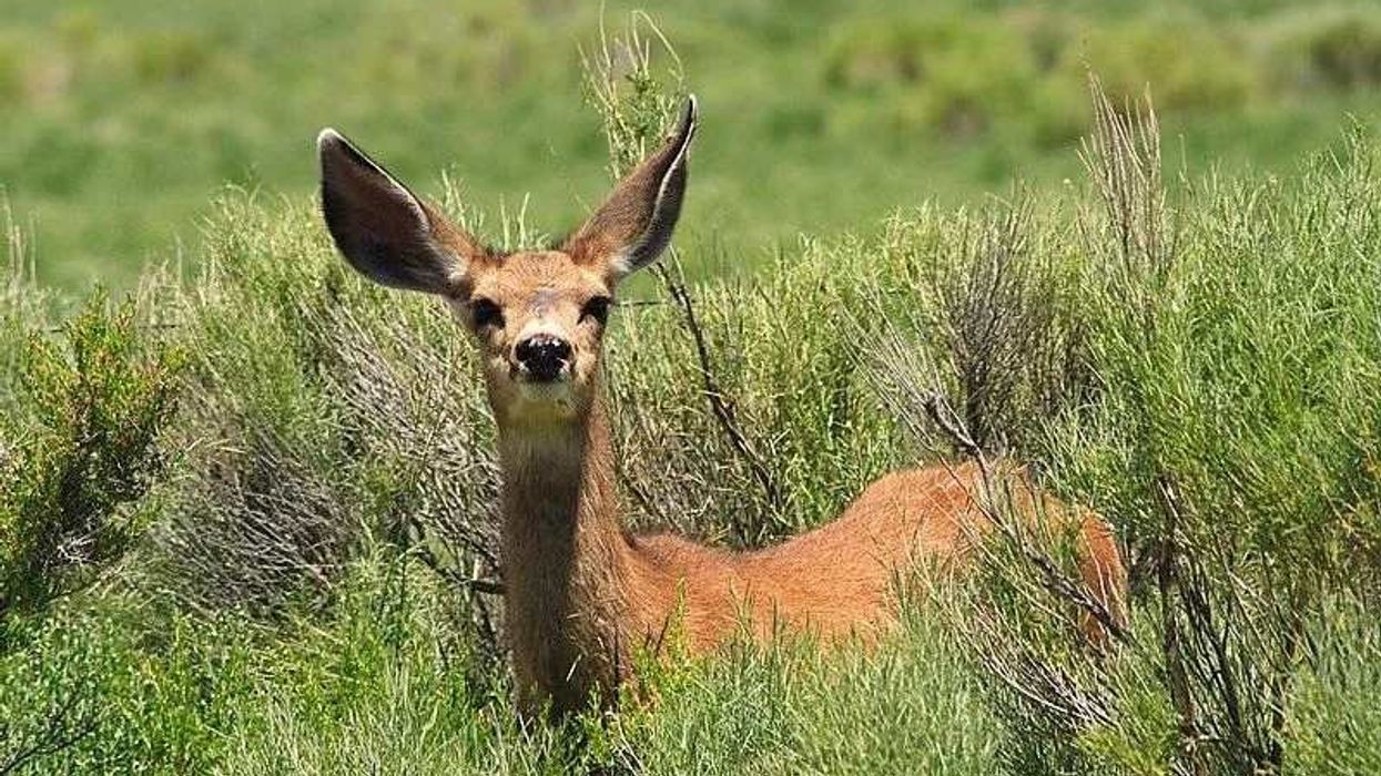 Fun Cedros Island Mule Deer Facts For Kids | Kidadl
