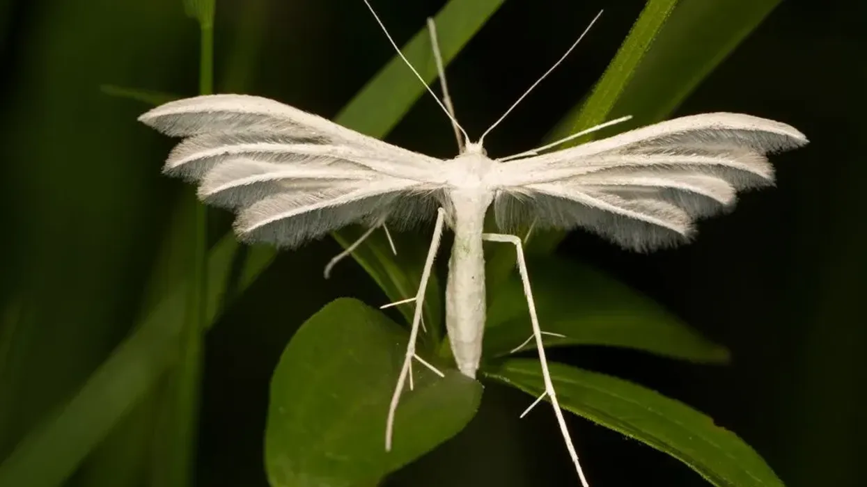 Informative plume moth facts to know more about this moth species.