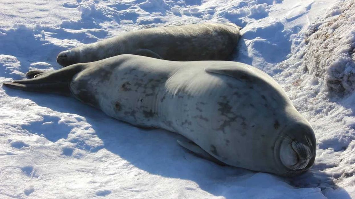 Informative Weddell Seal facts for children!