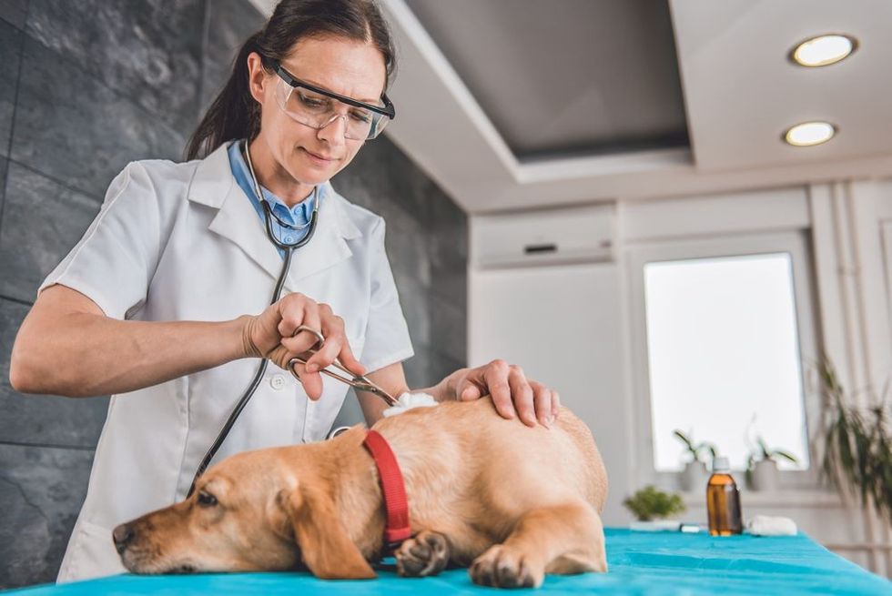 Injured dog receiving first aid at the veterinarian clinic