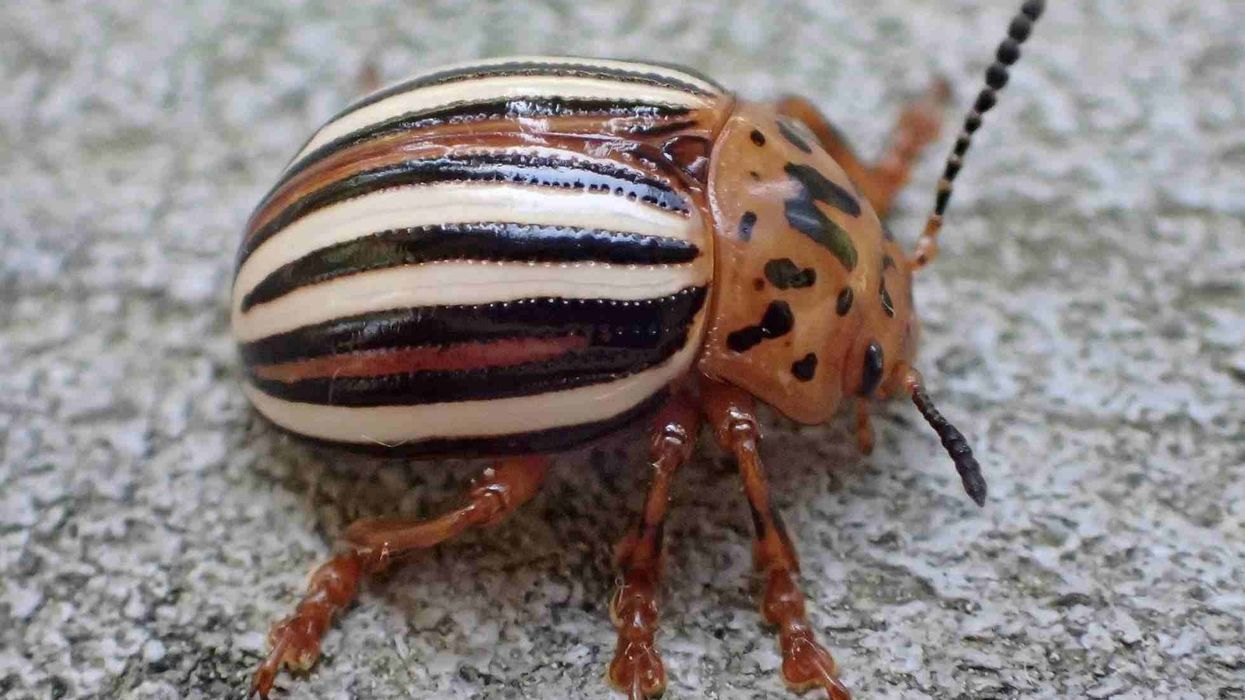 Insect enthusiasts would love to read false potato beetle facts.