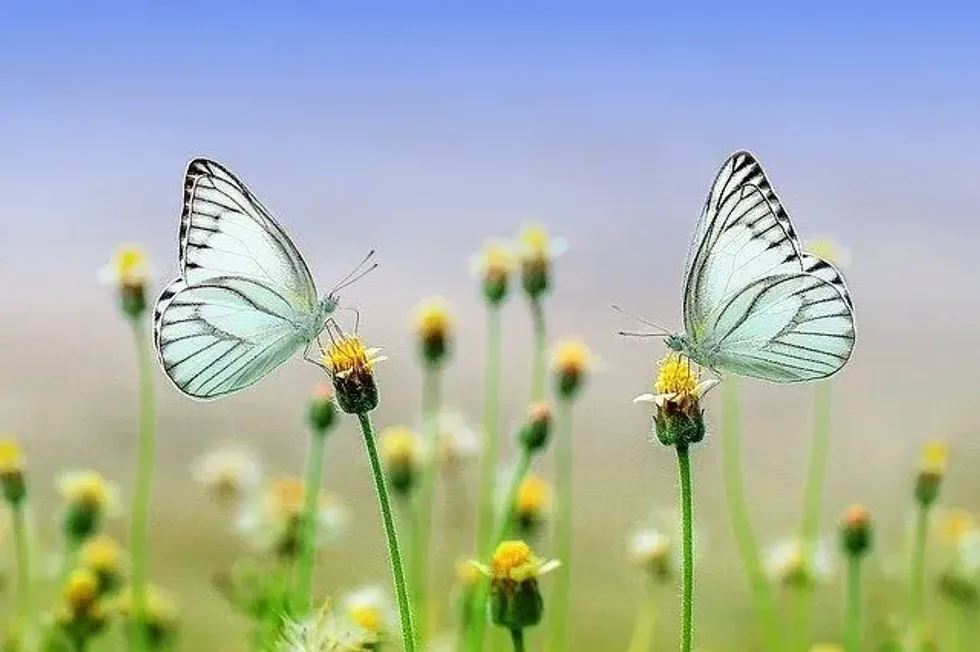 Insect wings-find out more details about them here.