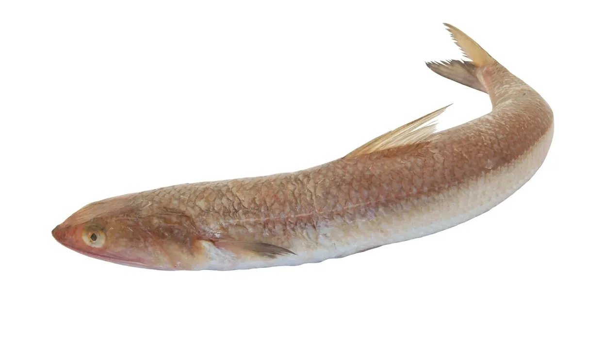 Inshore lizardfish facts are exciting and thrilling for all young minds.