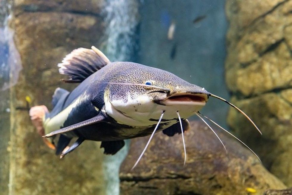 Interested in catching fish? Learn when catfish spawn for active fishing.