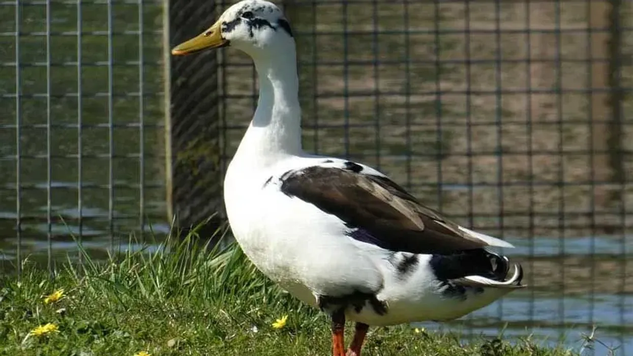 Interested in domestic duck breeds? Here are some Magpie duck facts for you!