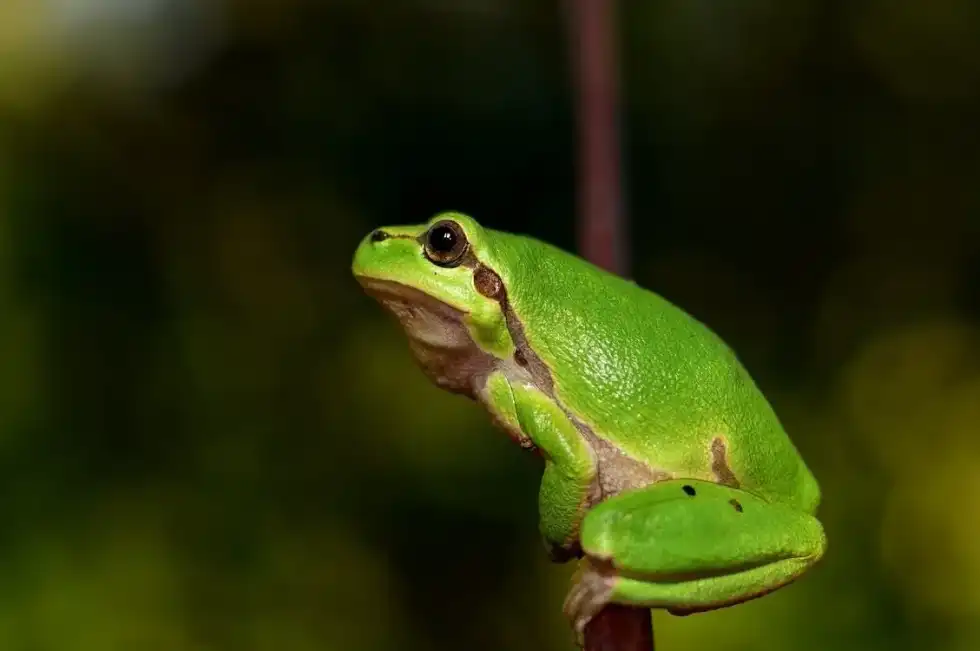 Interested in learning about the African dwarf frog and its eggs? Discover African dwarf frog eggs facts here.