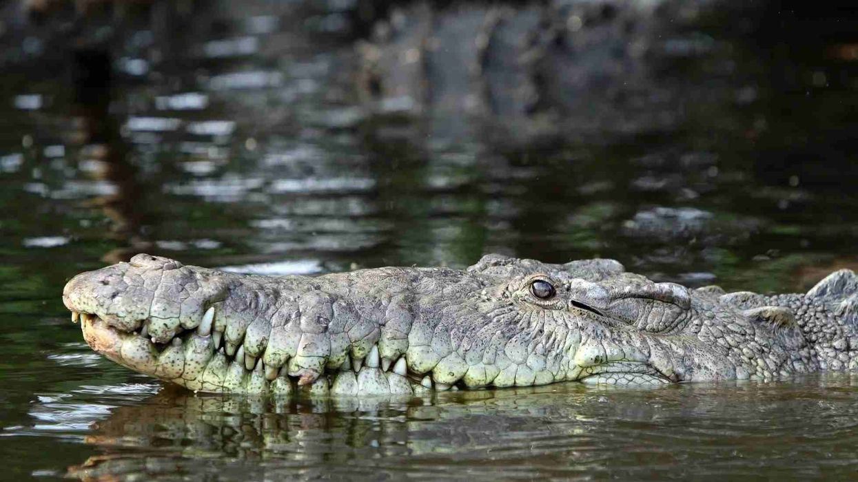 Interesting American crocodile facts include that they are solitary animals and like to live alone.