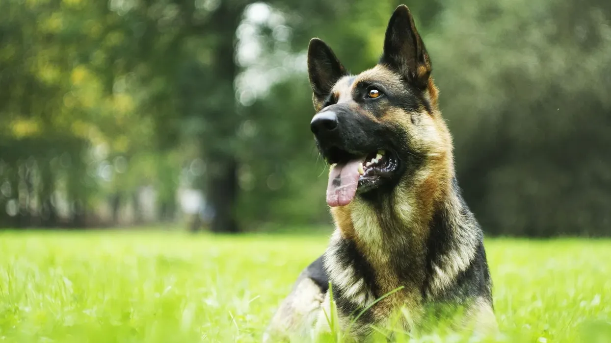 Interesting American German shepherd facts include that they often work in show lines.