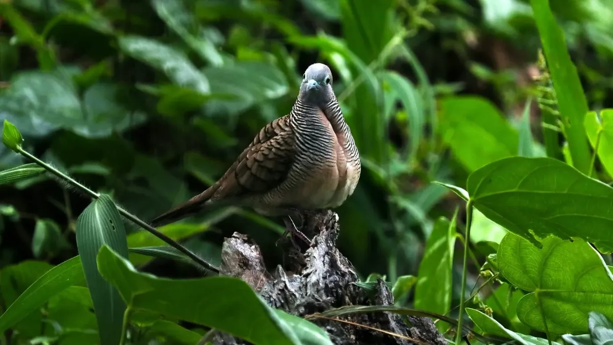 Interesting and fun bar-shouldered dove facts to unravel marvelous sides of nature.