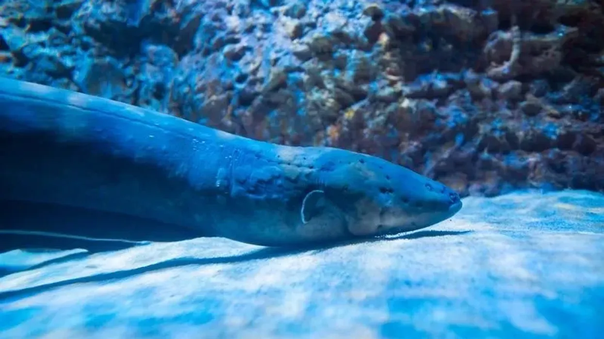 Interesting and fun electric eel facts are sure to entertain you