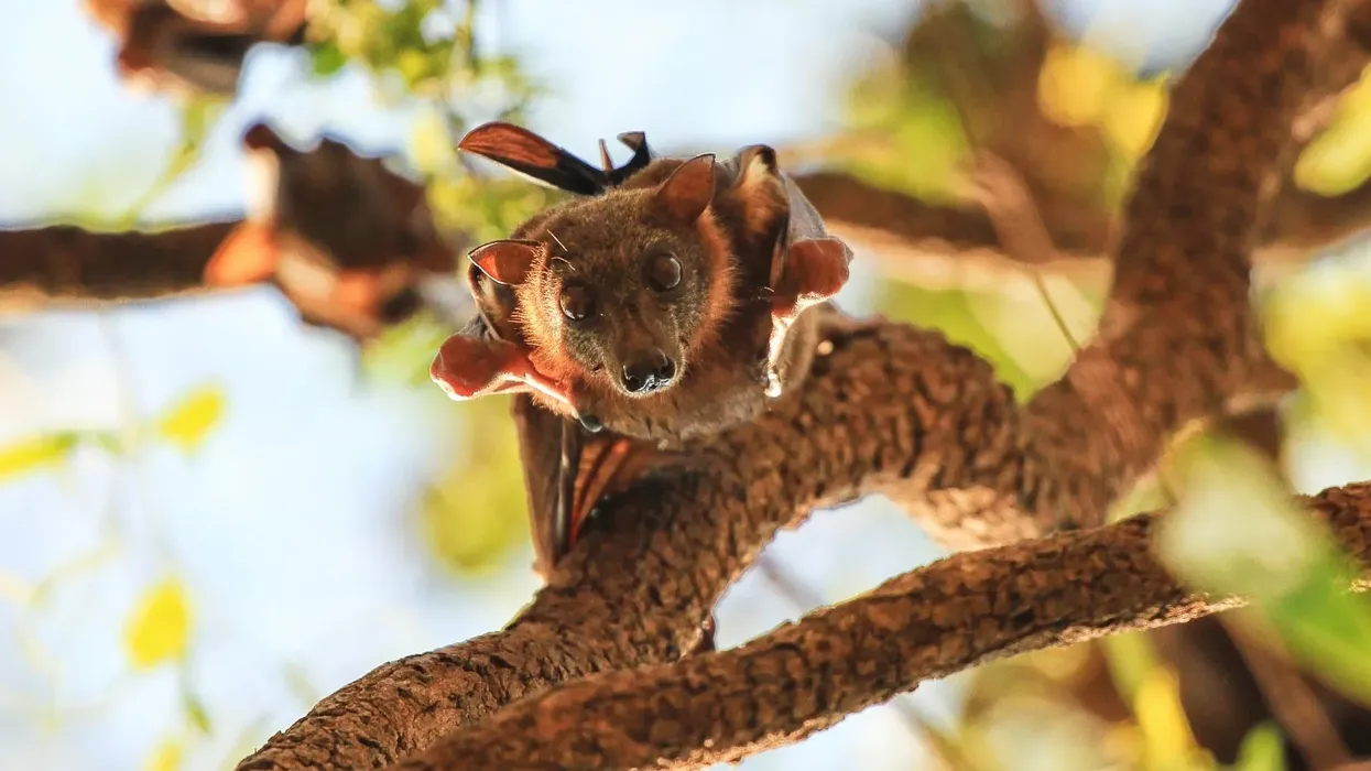 Interesting and fun facts about the little red flying fox.