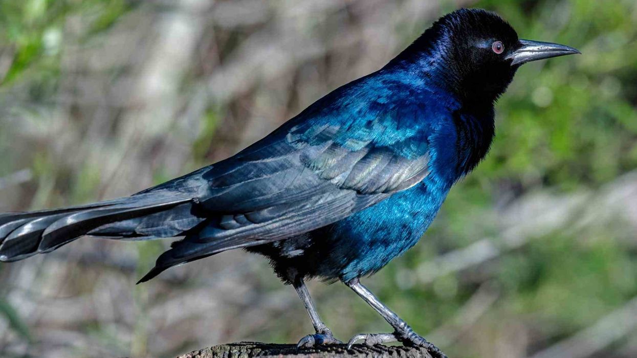 Interesting and fun Florida grackle facts to read.