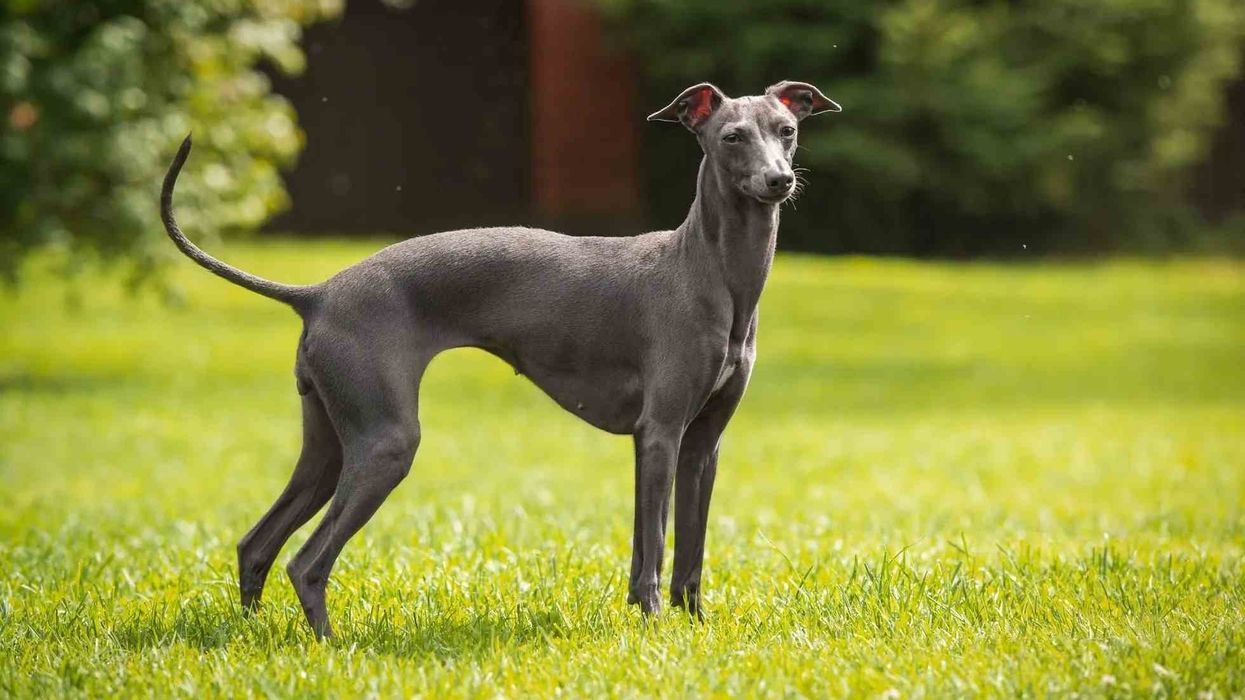 Interesting and fun Italian Greyhound facts for dog lovers.