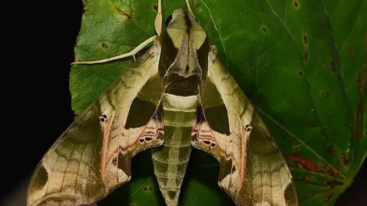 Interesting and fun Pandorus sphinx moth facts to enhance your knowledge.