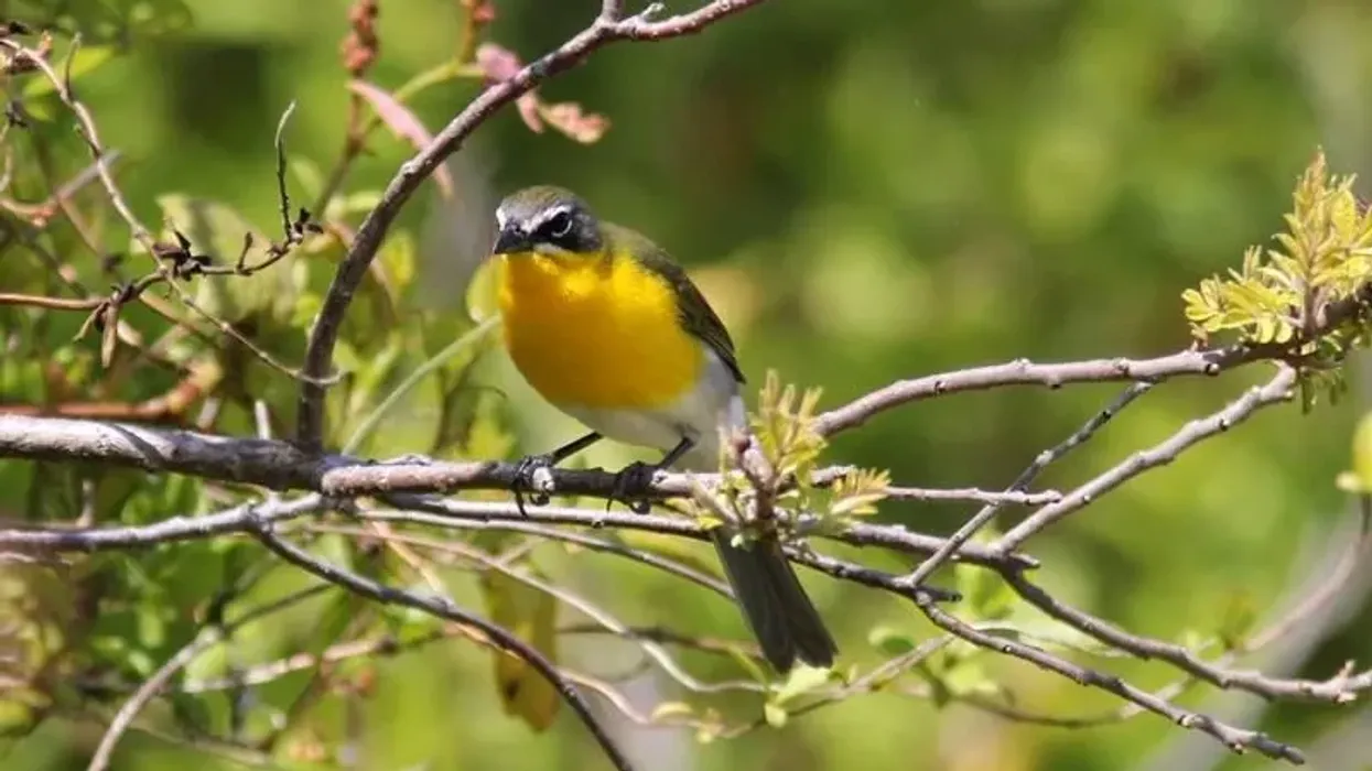 Interesting and informative yellow breasted chat facts for everyone.