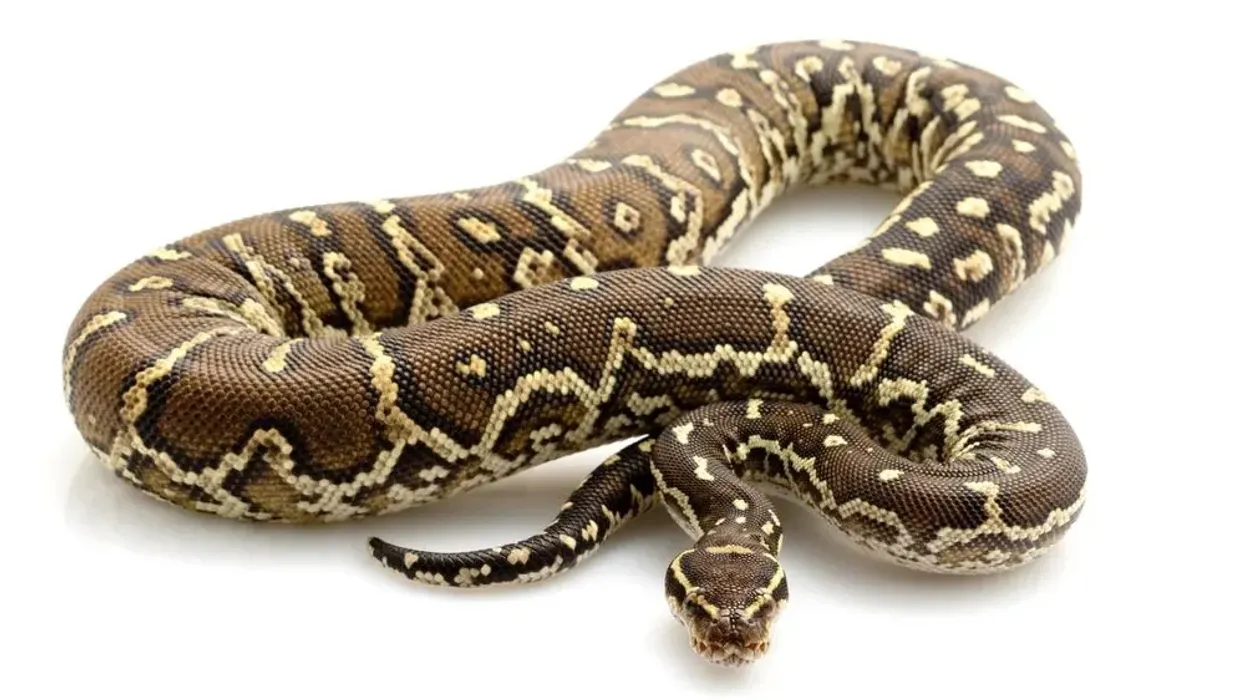 Interesting Angolan Python facts that will make your day.