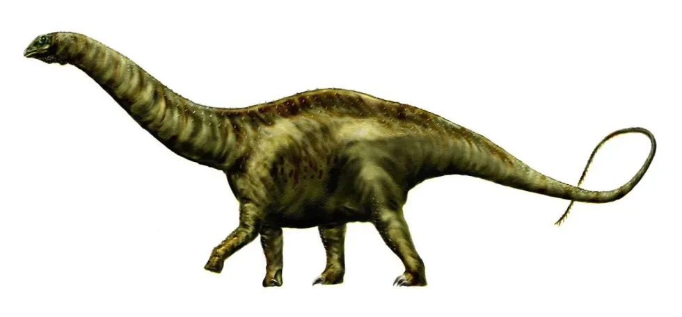 Interesting Apatosaurus facts include that they were big herbivore dinosaurs.