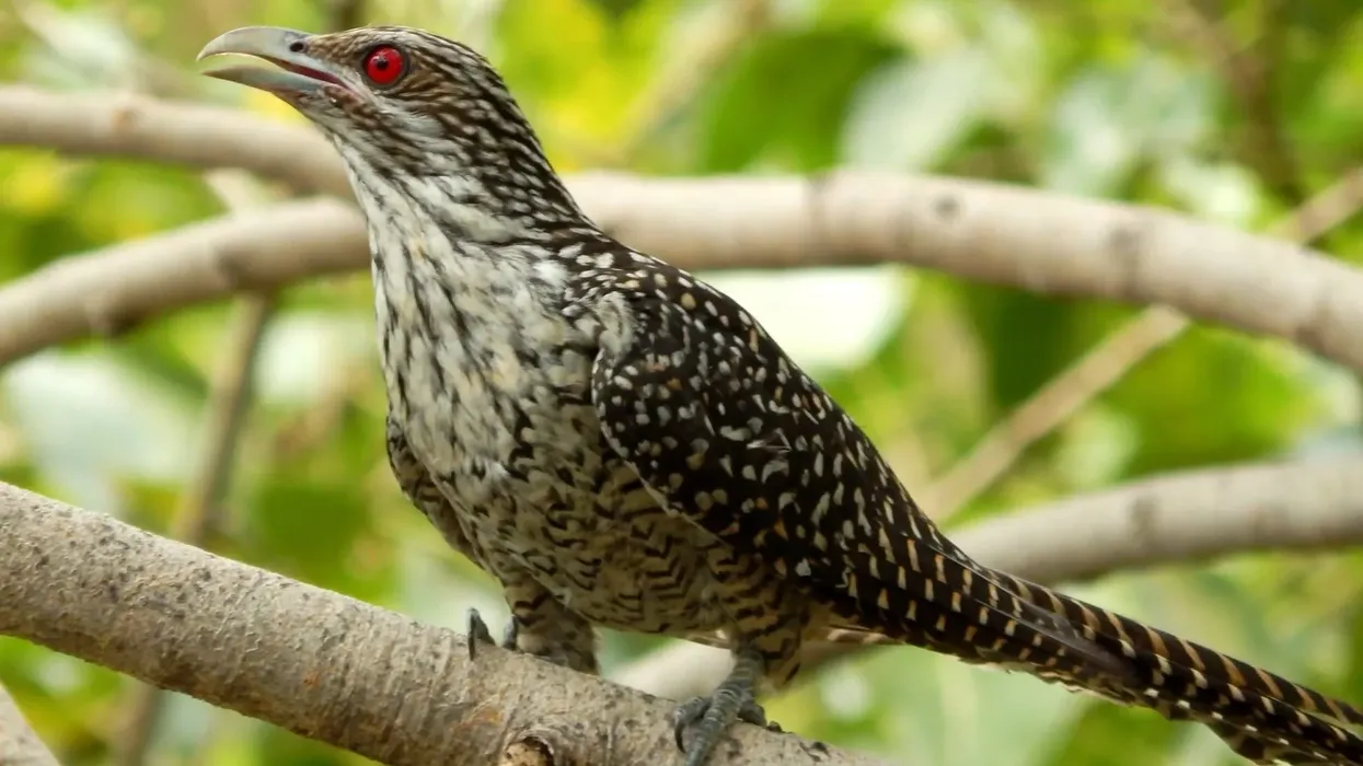 Interesting Asian koel facts for children and adults.