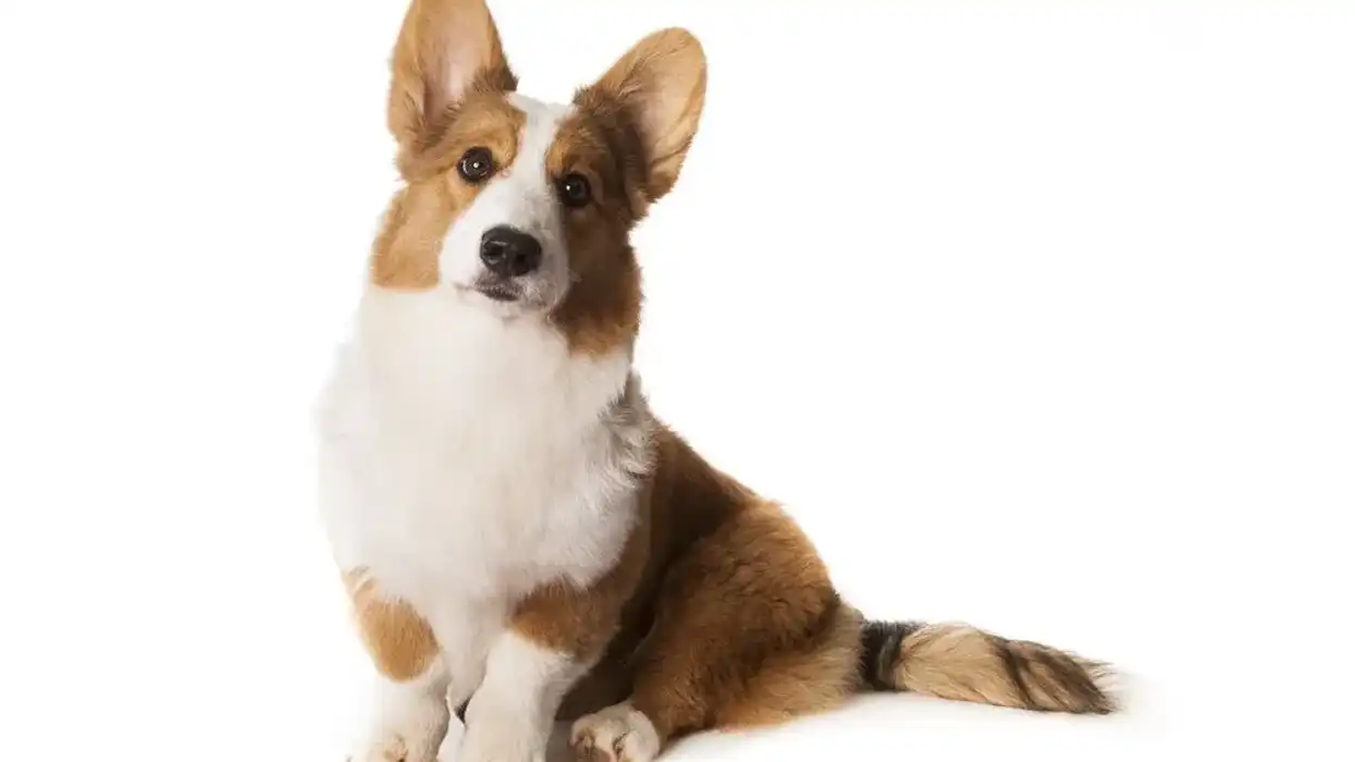 Interesting Auggie dog facts for kids can be really intriguing.