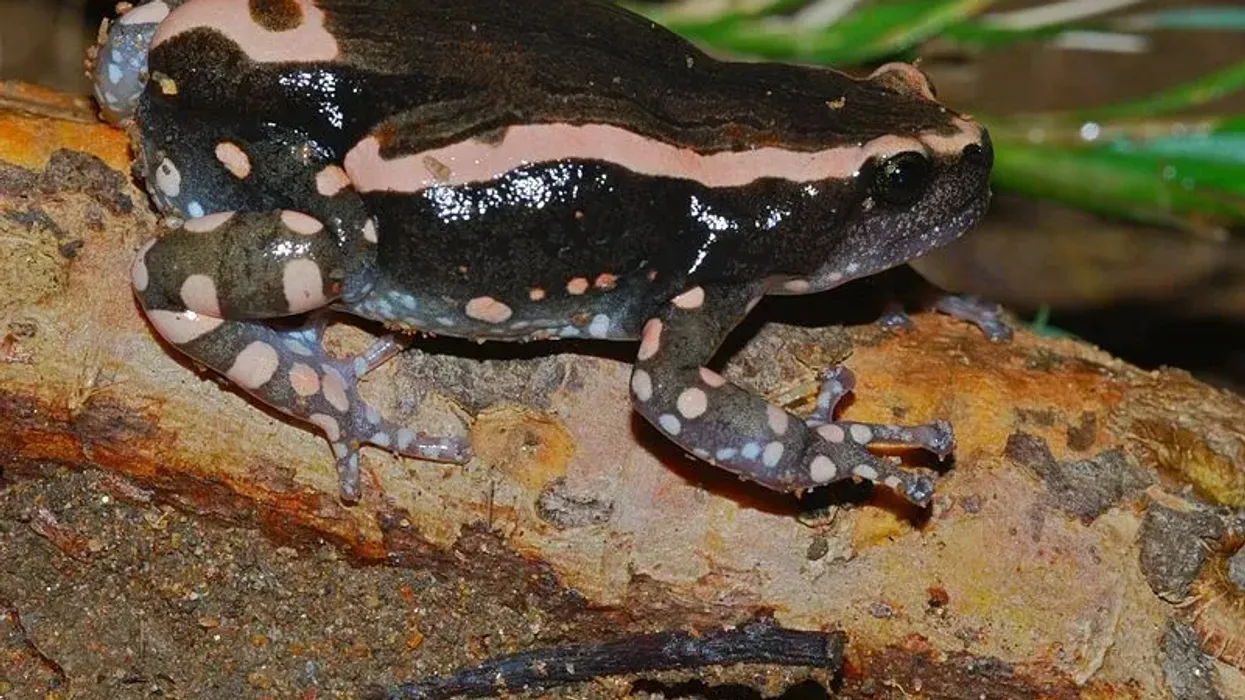Interesting banded rubber frog facts for kids.
