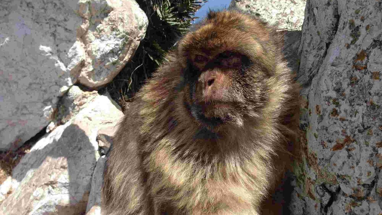 Interesting barbary macaque facts that are informative and knowledgeable.