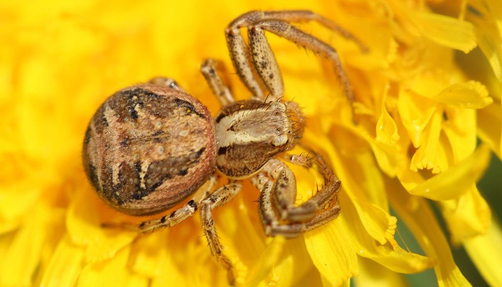 Fun Bark Crab Spider Facts For Kids | Kidadl