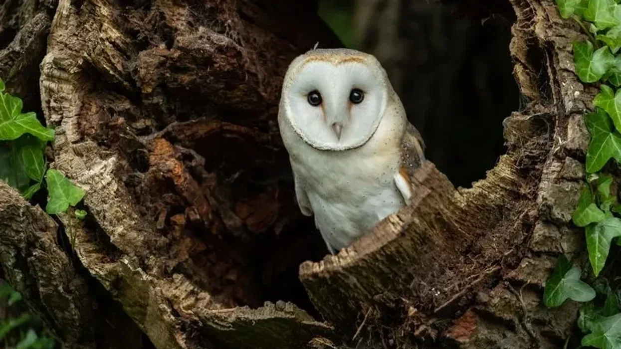 Interesting barn owl facts to cheer you up.