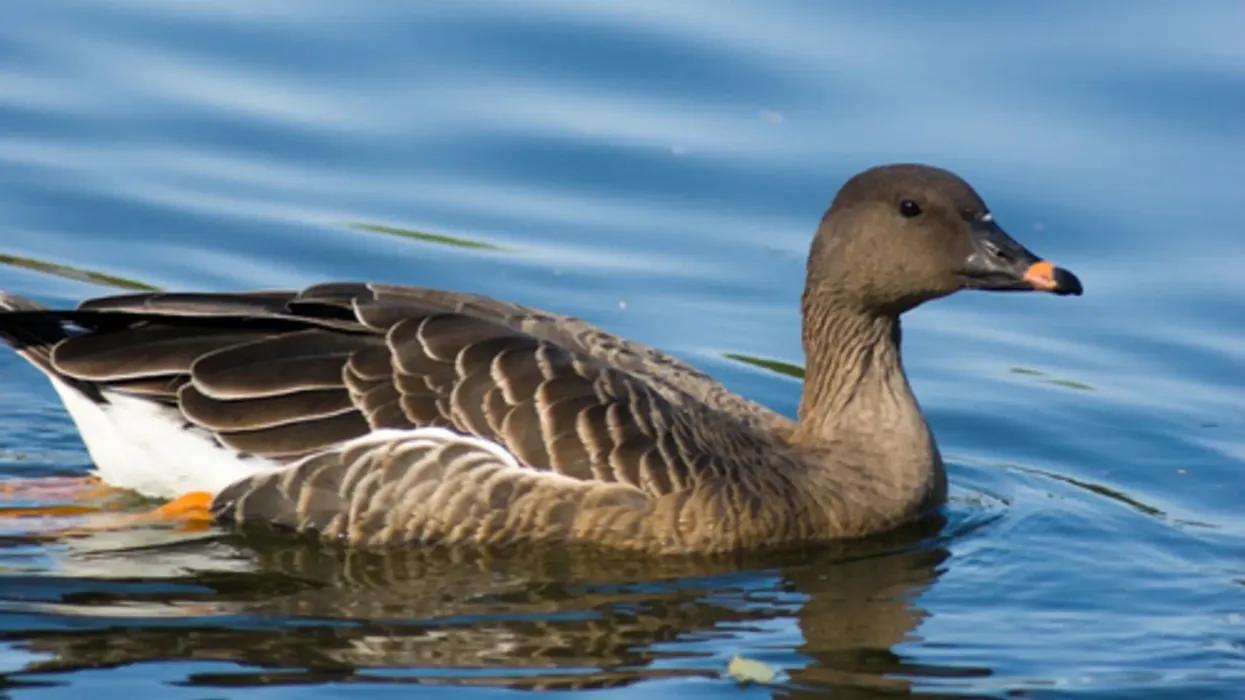 Interesting Bean Goose facts about a unique kind of bird species.