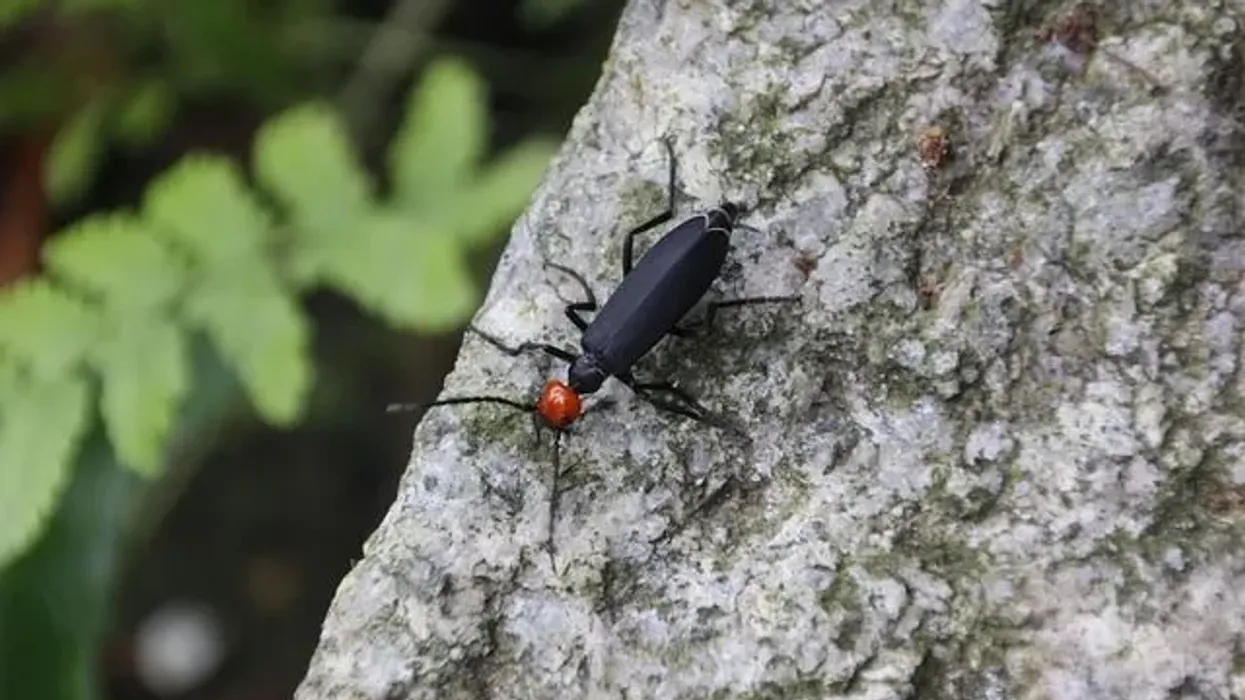 Interesting black blister beetle facts for kids
