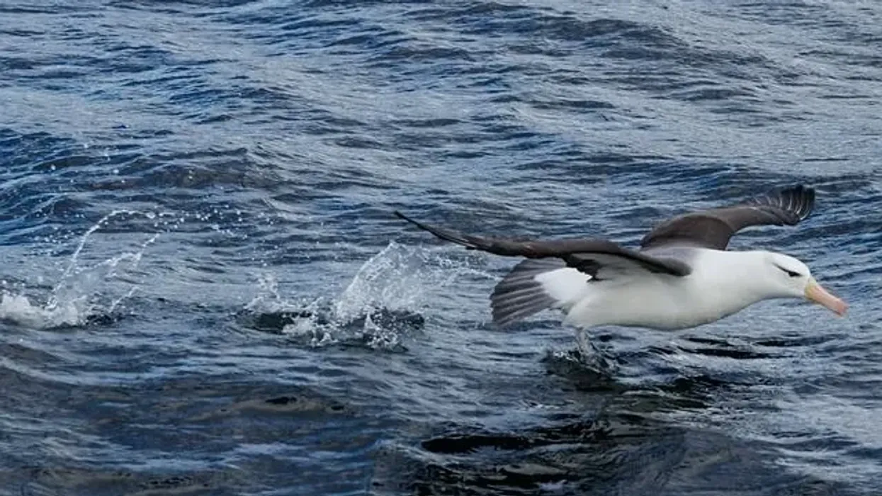 Interesting black-browed albatross facts for kids