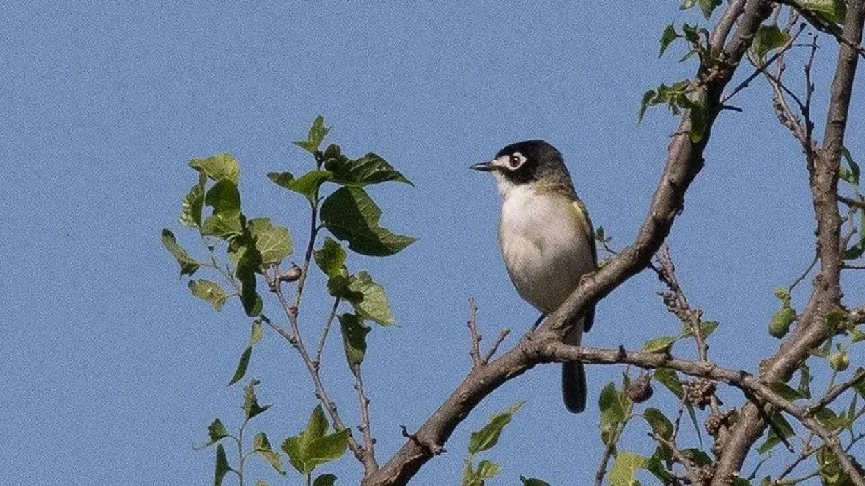 Interesting black-capped vireo facts for kids