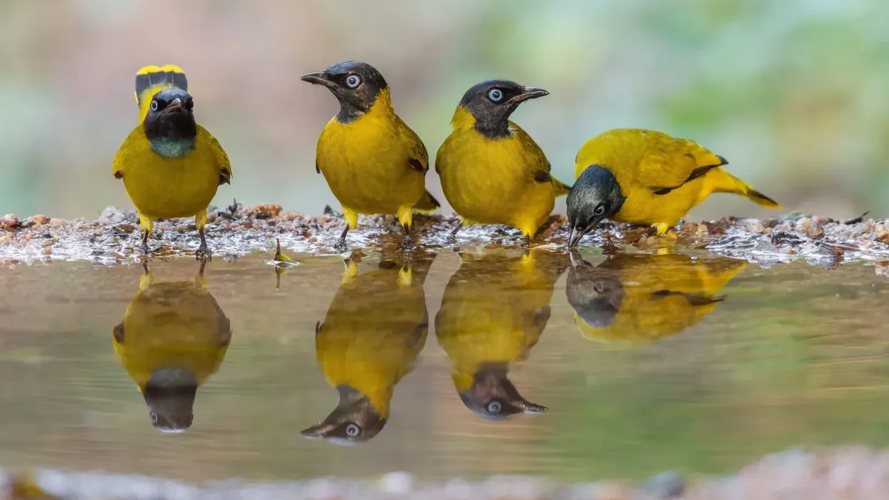 Interesting black-headed bulbul facts about this bird that will amaze you.